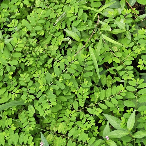 Phyllanthus caroliniensis, photograph 3