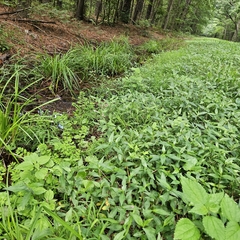 Phyllanthus caroliniensis, photograph (c) Christopher Evans, some rights reserved (CC BY)