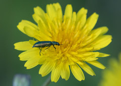 Psilothrix viridicoerulea