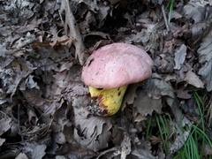 Butyriboletus regius