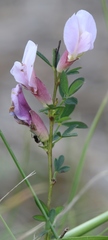 Chamaecytisus purpureus