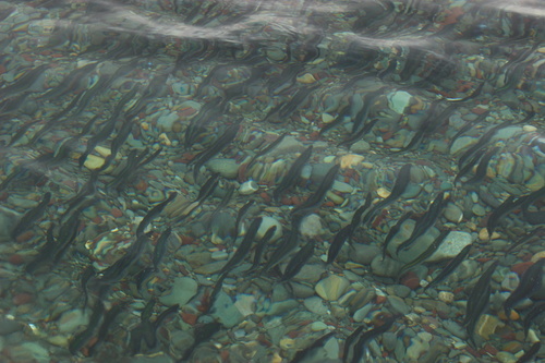 Atlantic Capelin