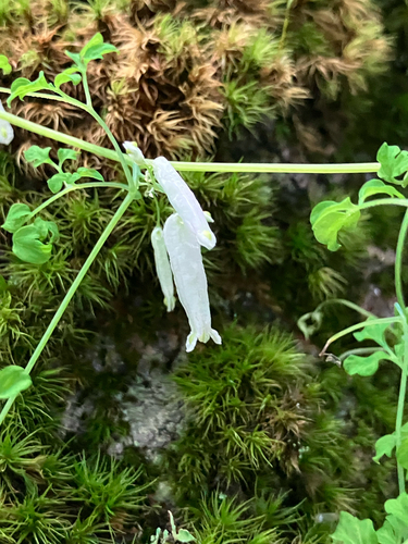 Adlumia fungosa, photograph 6