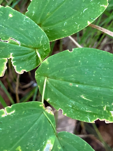 Uvularia perfoliata