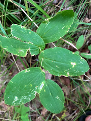 Uvularia perfoliata, photograph (c) Bryan Connolly, some rights reserved (CC BY)