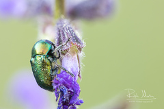 Cryptocephalus aureolus