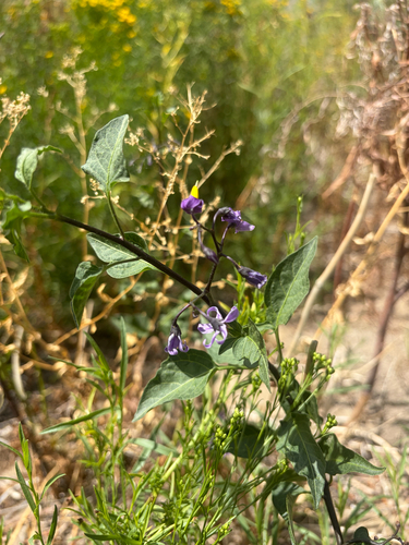 bittersweet nightshade
