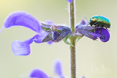 Cryptocephalus aureolus