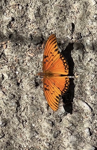 Gulf Fritillary seen in Sonoma Valley