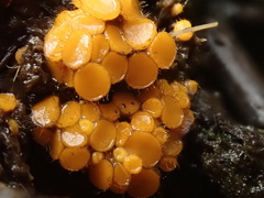 Cheilymenia raripila