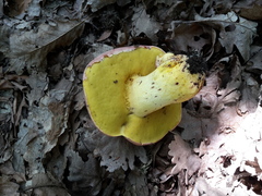 Butyriboletus regius