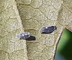 Aleyrodidae