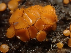 Cheilymenia raripila