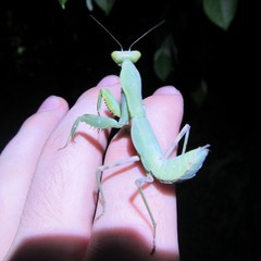 Hierodula patellifera