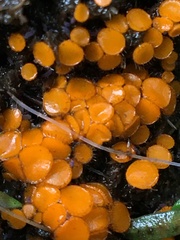 Cheilymenia raripila