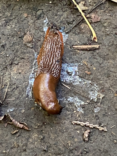 Black Slug