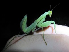 Hierodula patellifera