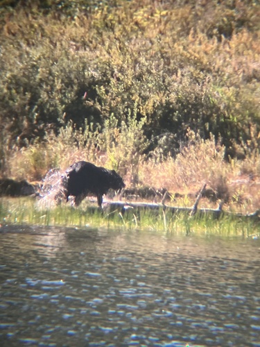 Black Bear sighting near Westwood