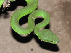 Trimeresurus insularis