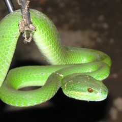 Trimeresurus insularis