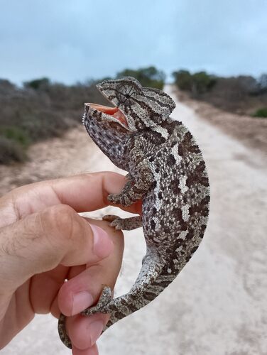Common Chameleon