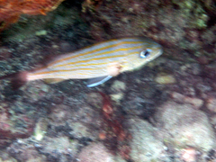 Haemulon carbonarium