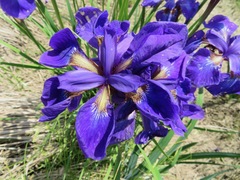 Iris sanguinea