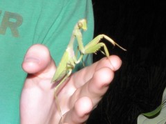 Hierodula quinquepatellata