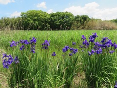 Iris sanguinea