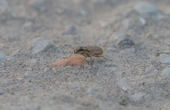 Sitona lineatus