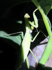 Hierodula quinquepatellata