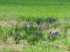 Iris sanguinea