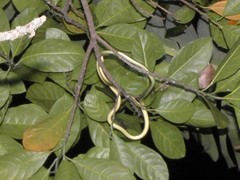 Dendrelaphis pictus