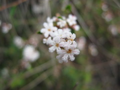 Leucopogon concurvus