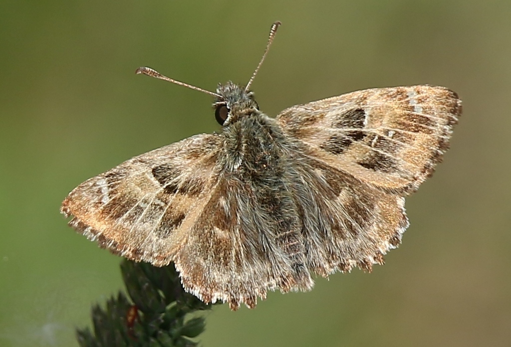 Carcharodus