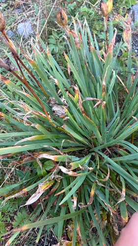 Iris hookeri, photograph 2