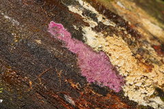 Ceriporia purpurea