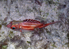 Neoniphon vexillarium