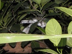 Streptopelia chinensis