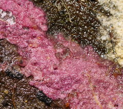 Ceriporia purpurea