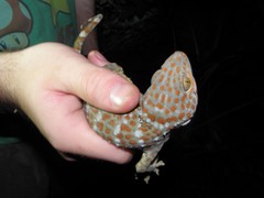 Gekko gecko