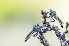 Dysmachus fuscipennis