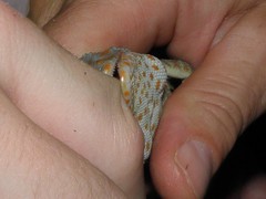Gekko gecko