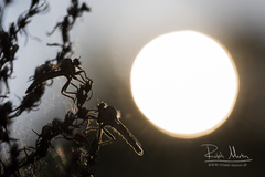 Dysmachus fuscipennis