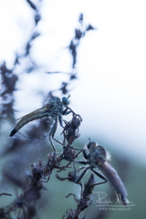 Dysmachus fuscipennis