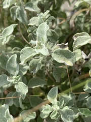 Helichrysum lepidissimum