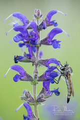 Dysmachus fuscipennis