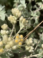 Helichrysum lepidissimum