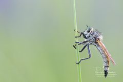 Dysmachus fuscipennis