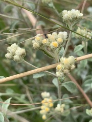 Helichrysum lepidissimum